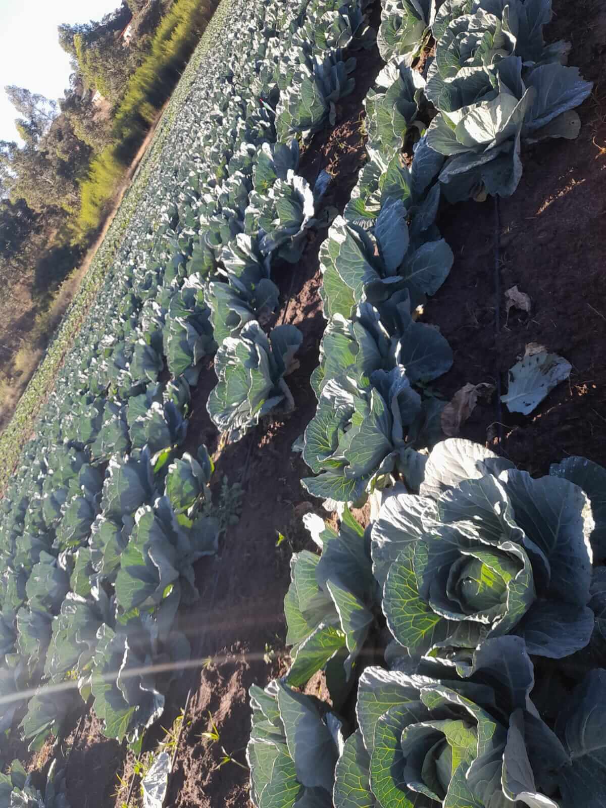 ASD farm activity
