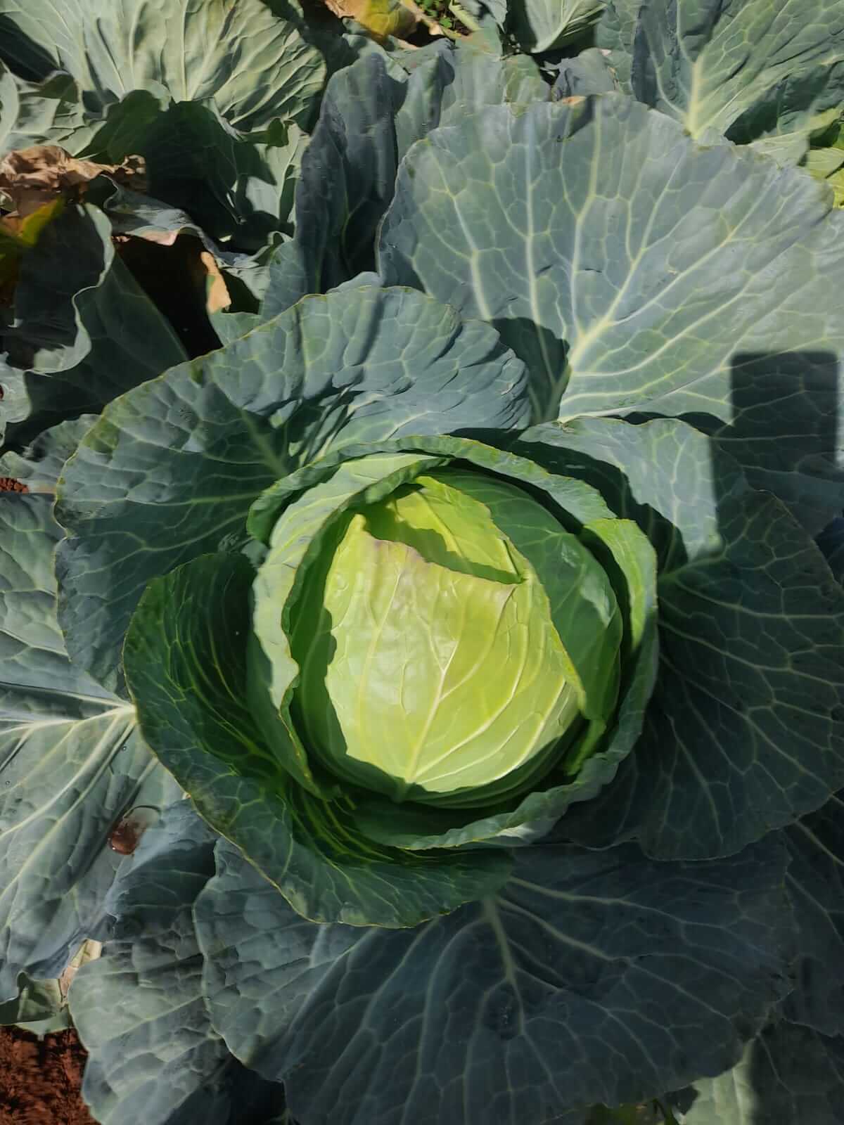 ASD farm activity