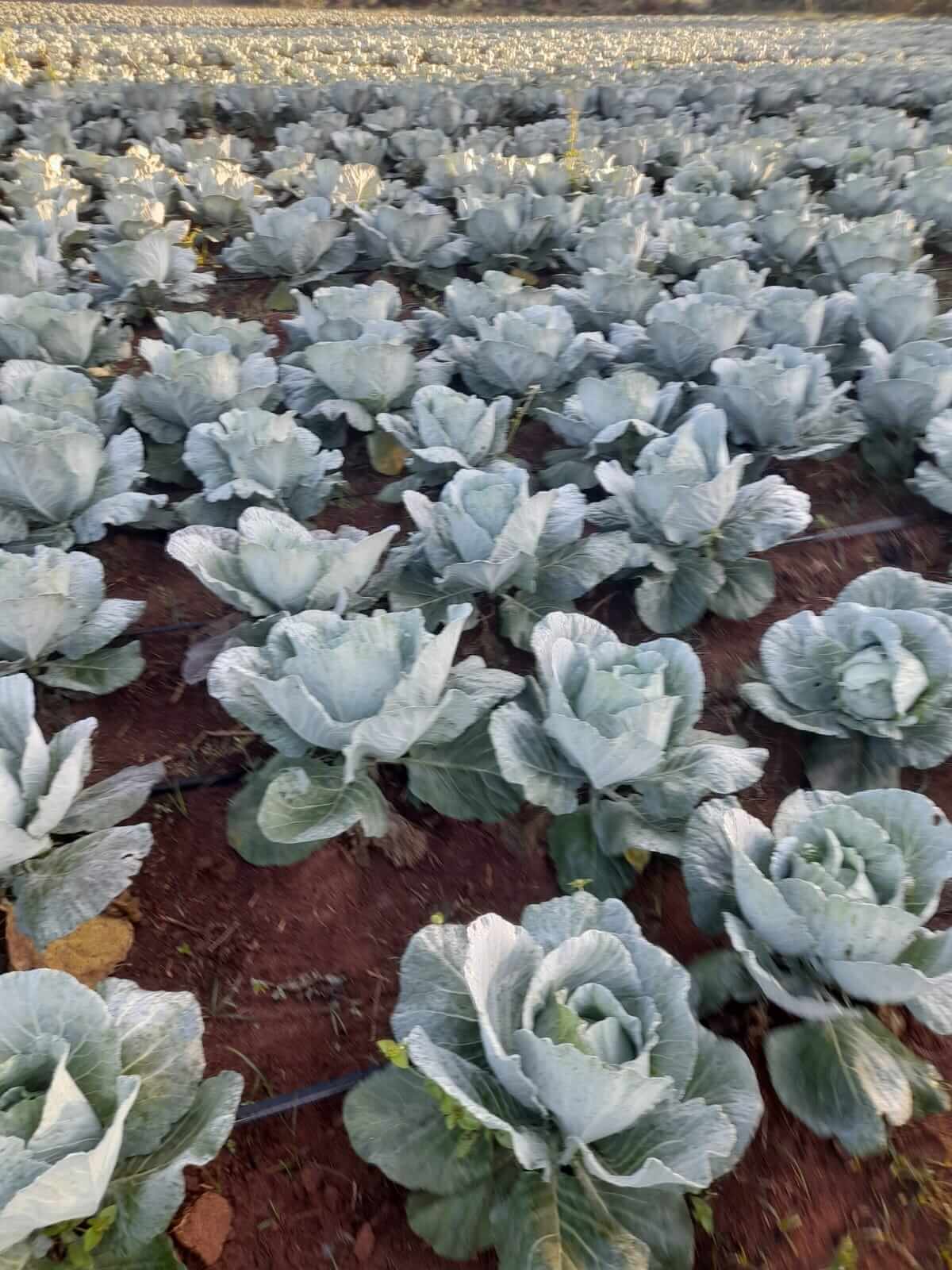 ASD farm activity