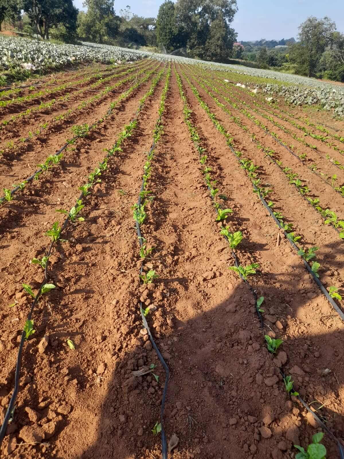 ASD farm activity