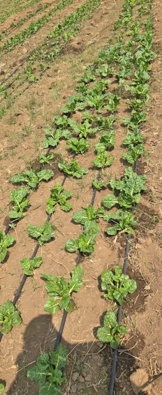 ASD farm activity