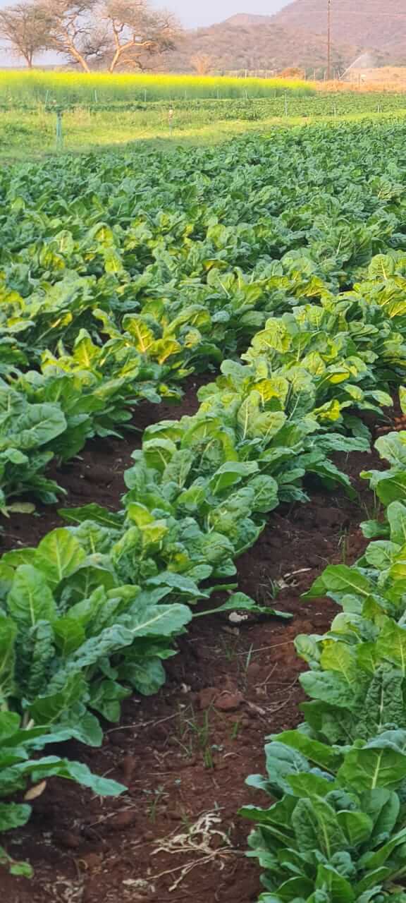 ASD farm activity