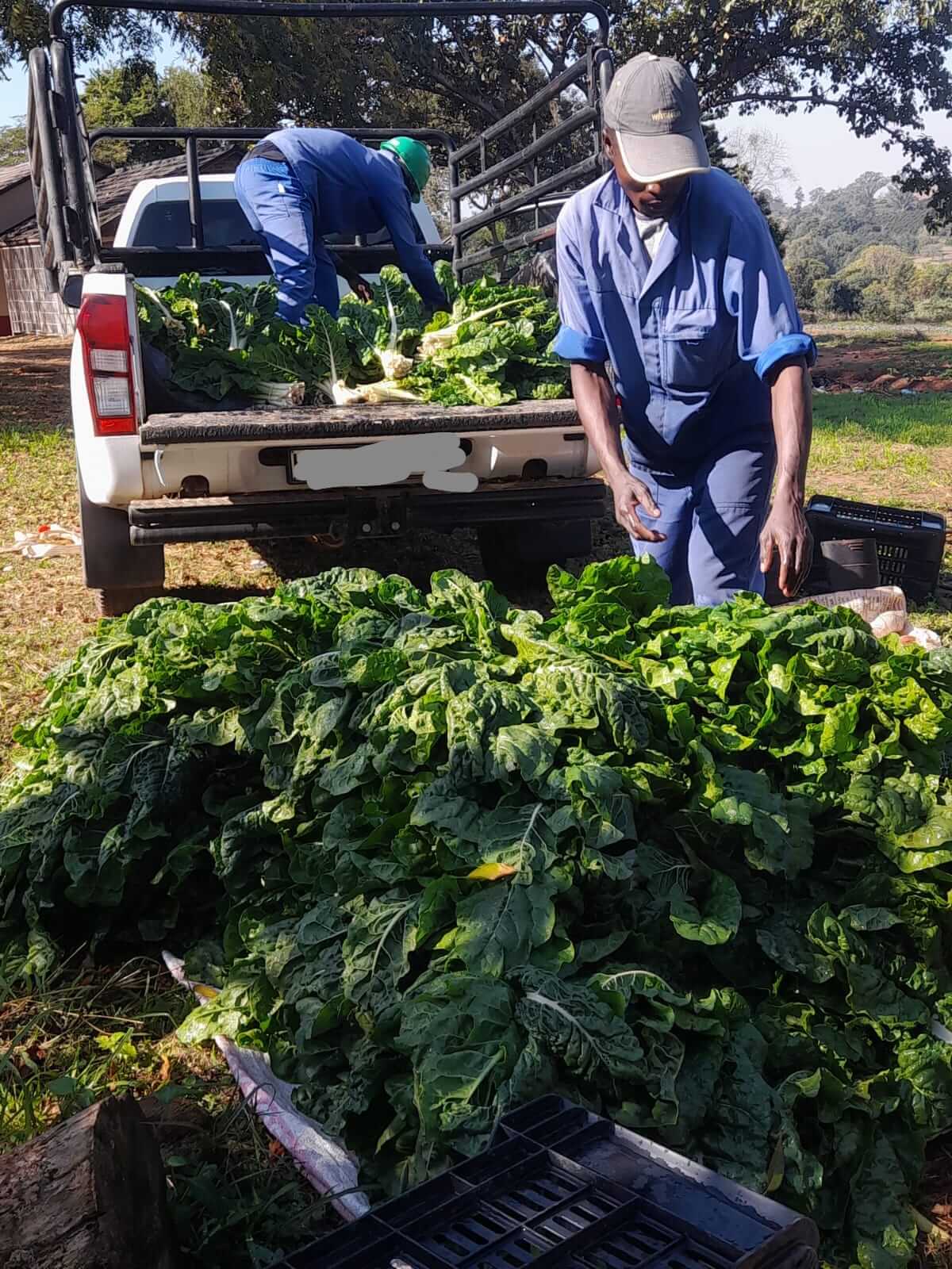 ASD farm activity