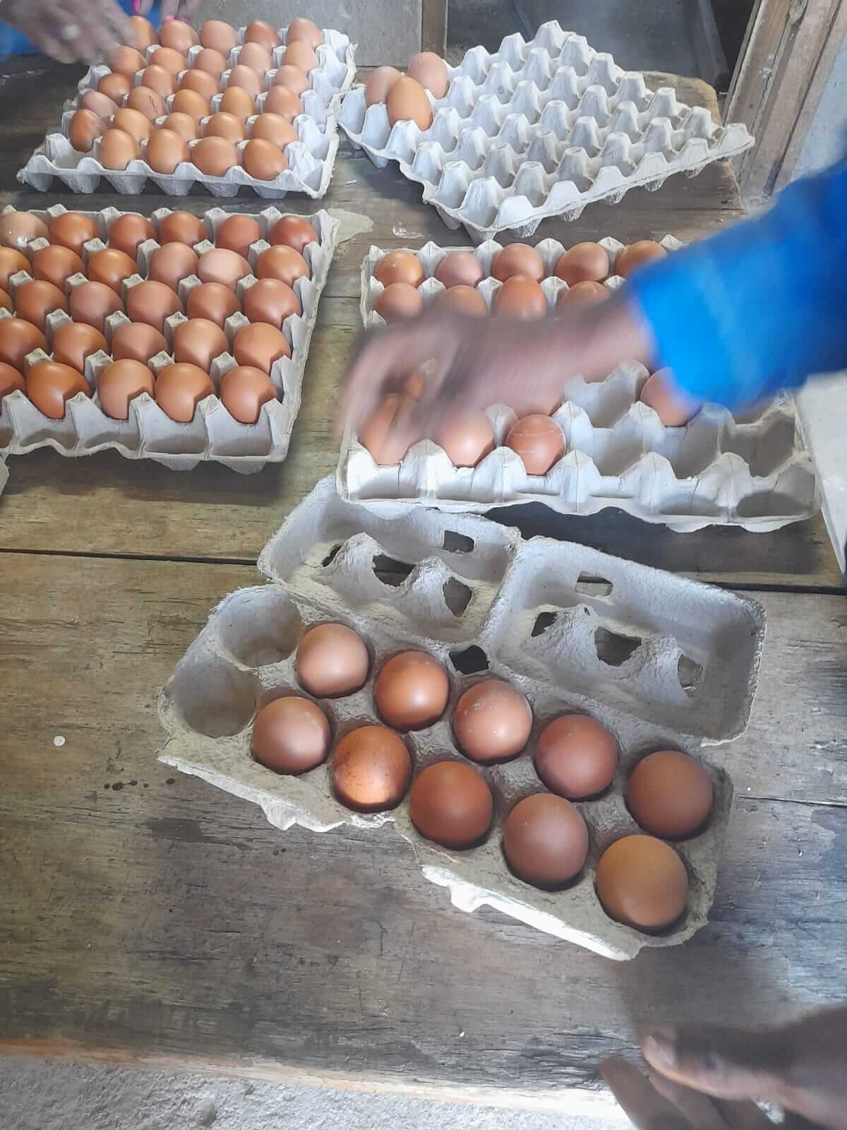 ASD farm activity