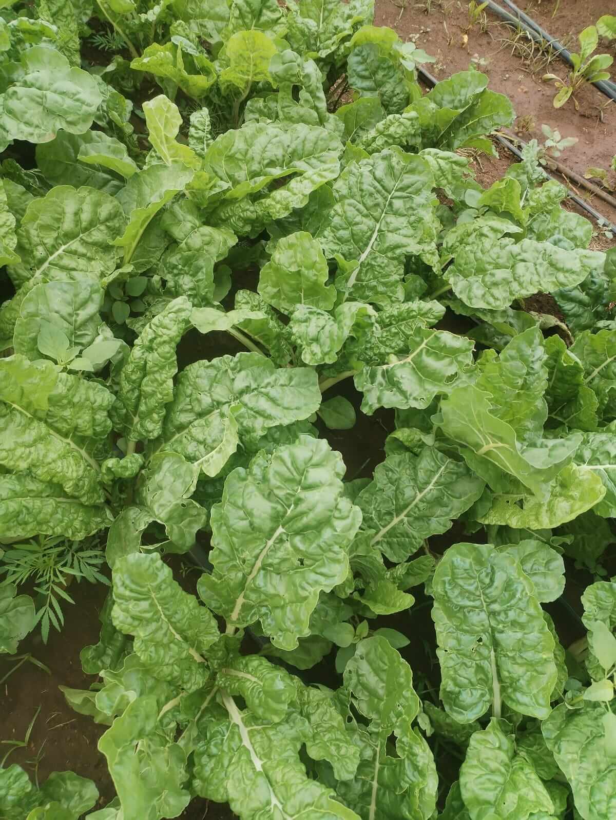 ASD farm activity