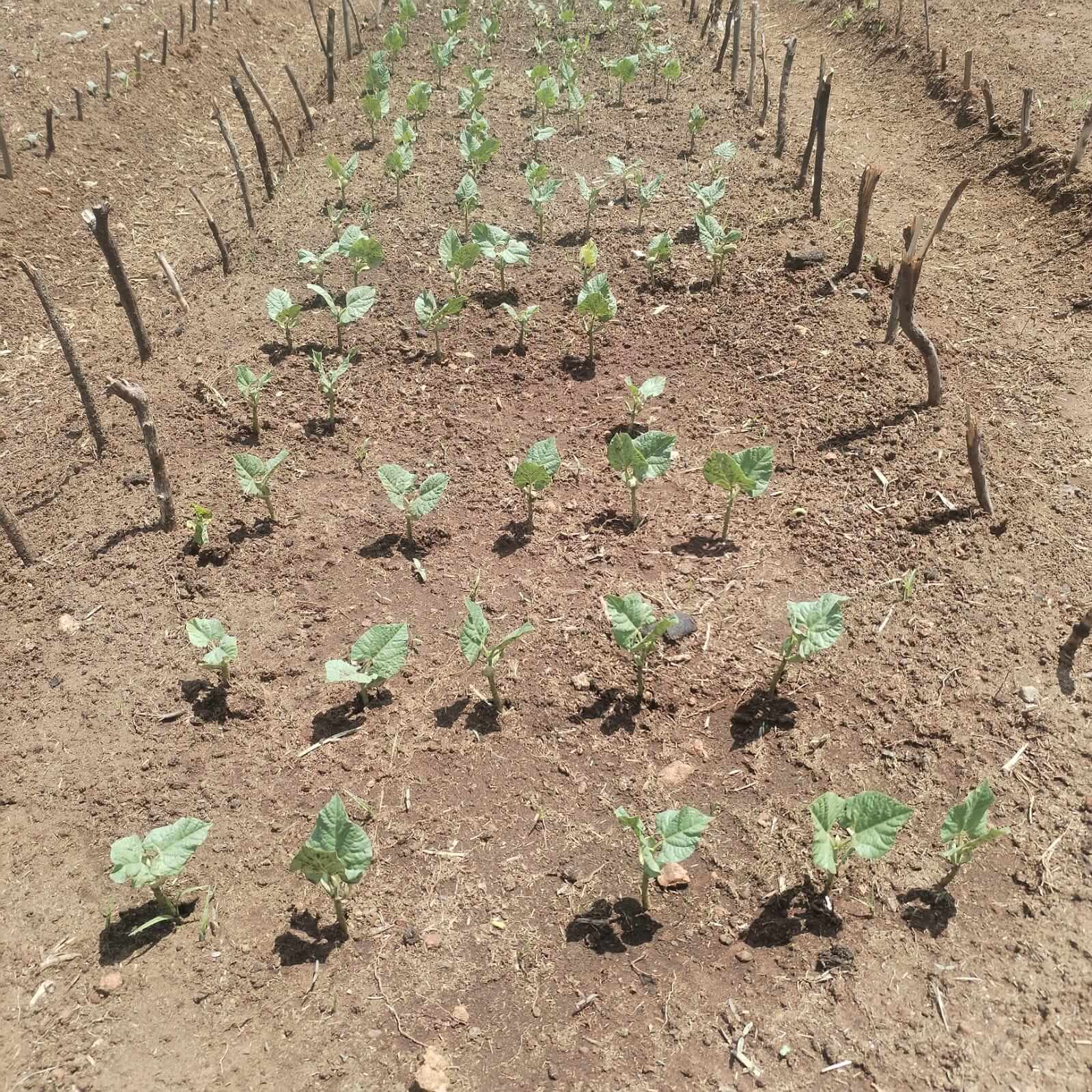 ASD farm activity
