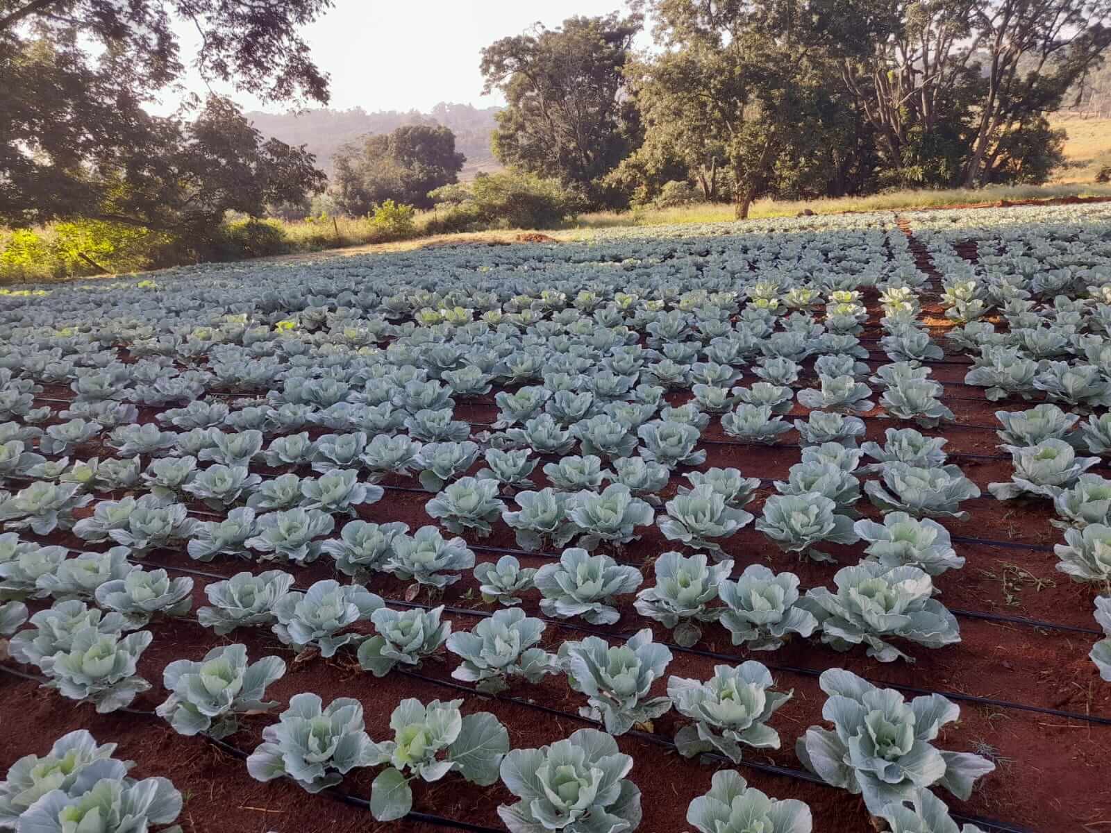 ASD farm activity
